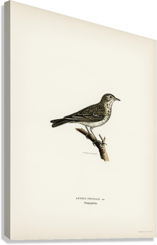 Tree pipit Anthus trivialis Canvas Print