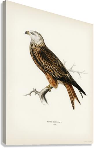 Red Kite Milvus milvus Canvas Print