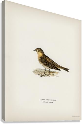 Red-throated pipit Anthus cervinus bird Canvas Print