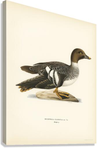 Goldeneye female Bucephala clangula Canvas Print