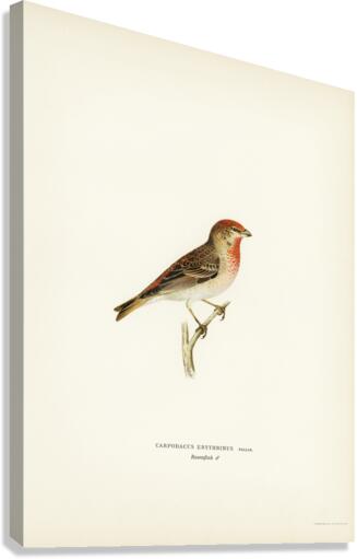 Common rosefinch male Carpodacus erythrinus Canvas Print