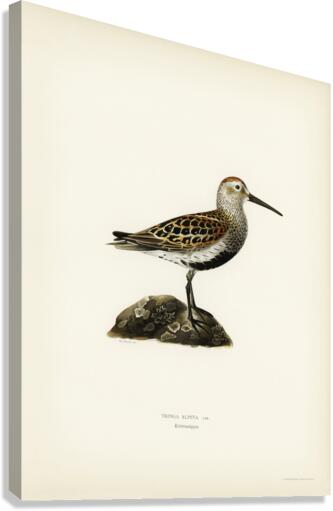 Tringa Alpina Dunlin Canvas Print