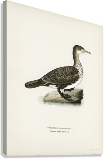 Great cormorant Phalacrocorax Carbo Canvas Print