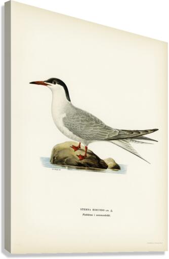 Common tern STERNA HIRUNDO Canvas Print