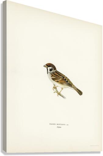 Eurasian Tree Sparrow Tree Sparrow Passer montanus Canvas Print
