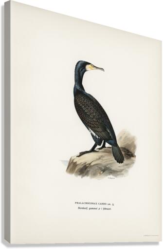 Great cormoran Phalacrocorax Carbo Canvas Print