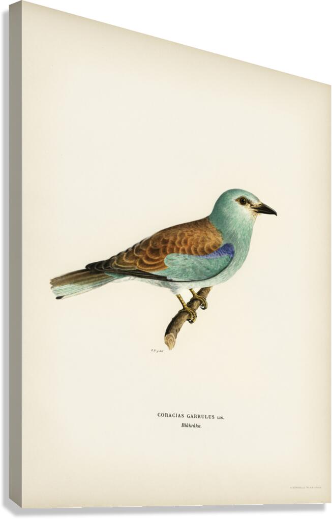 European roller CORACIAS GARRULUS Canvas Print