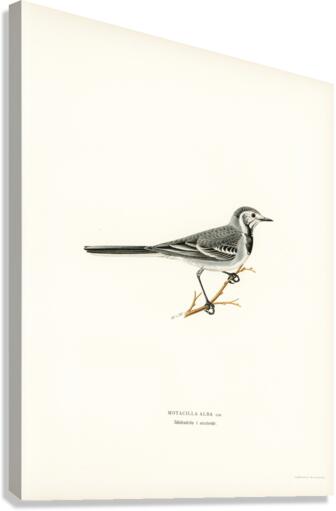 Pied Wagtail Motacilla alba Canvas Print