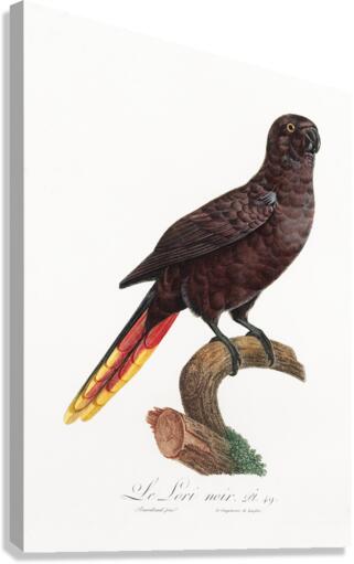 Black lory  Canvas Print