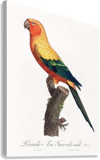 Sun parakeet  Canvas Print