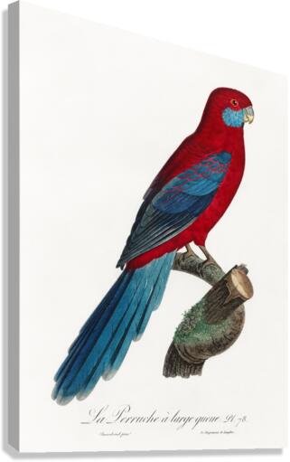 Crimson rosella  Canvas Print