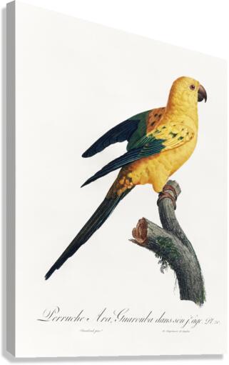 Sun parakeet  Canvas Print