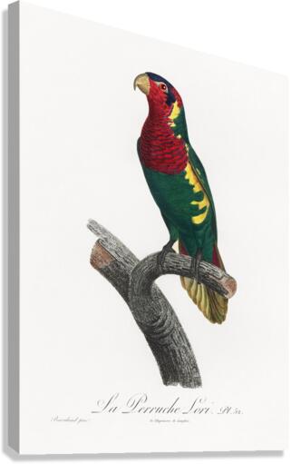 Blue-headed pied lorikeet  Canvas Print