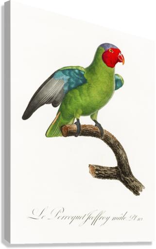 Red-cheeked parrot  Canvas Print