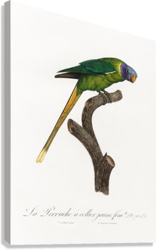 Plum-headed parakeet  Canvas Print