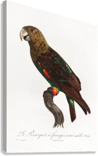 Uncape parrot  Canvas Print