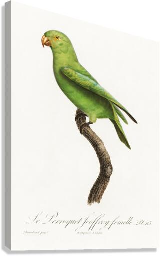 Red-cheeked parrot  Canvas Print