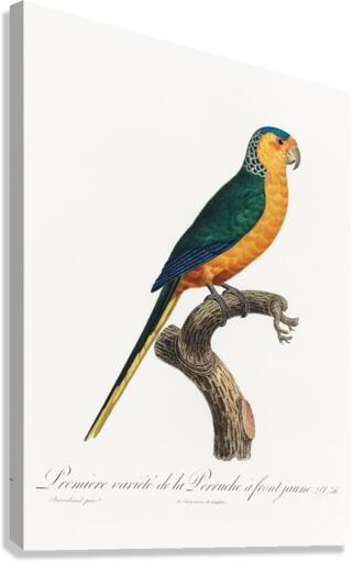 Yellow-fronted parakeet  Canvas Print