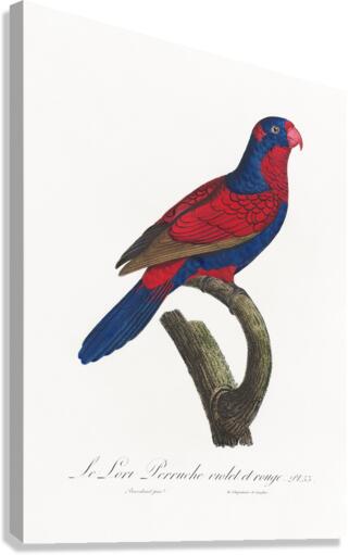 Red-and-blue lory  Canvas Print