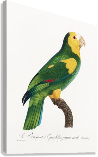 Yellow-shouldered amazon  Canvas Print
