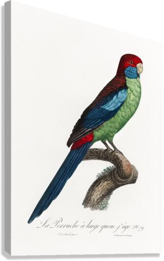 Broad-tailed parrot  Canvas Print