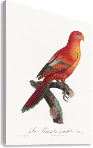 Crimson shining parrot  Canvas Print