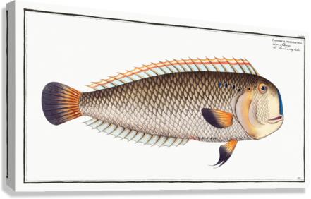 Coryphaena pentadactyla Canvas Print