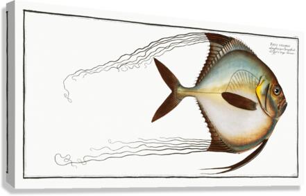 Zeus ciliaris Canvas Print