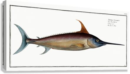 Sword Fish Xiphias Gladius Canvas Print