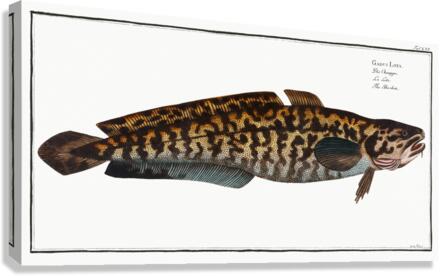 Burbot Gadus Lota Canvas Print