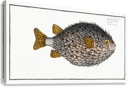 Round Diodon Diodon Hystrix Canvas Print