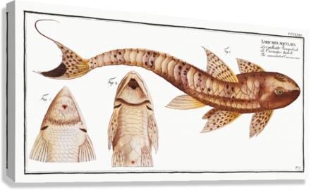 Maculated Cuirassier Loricaria maculata Canvas Print