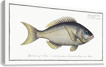 Sparus tetracanthus Canvas Print