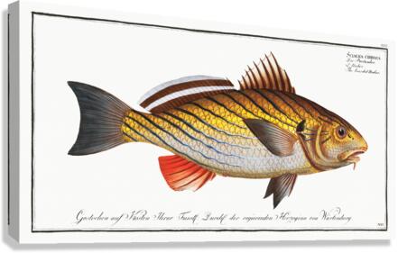 Bearded Umber Sciaena cirrosa Canvas Print