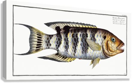 Streaked Gilt-head Sparus Fasciatus Canvas Print