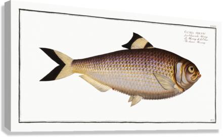 Chinese Herring Clupea sinensis Canvas Print
