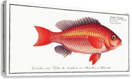 Vosmars Grunt Anthias Vosmeri Canvas Print