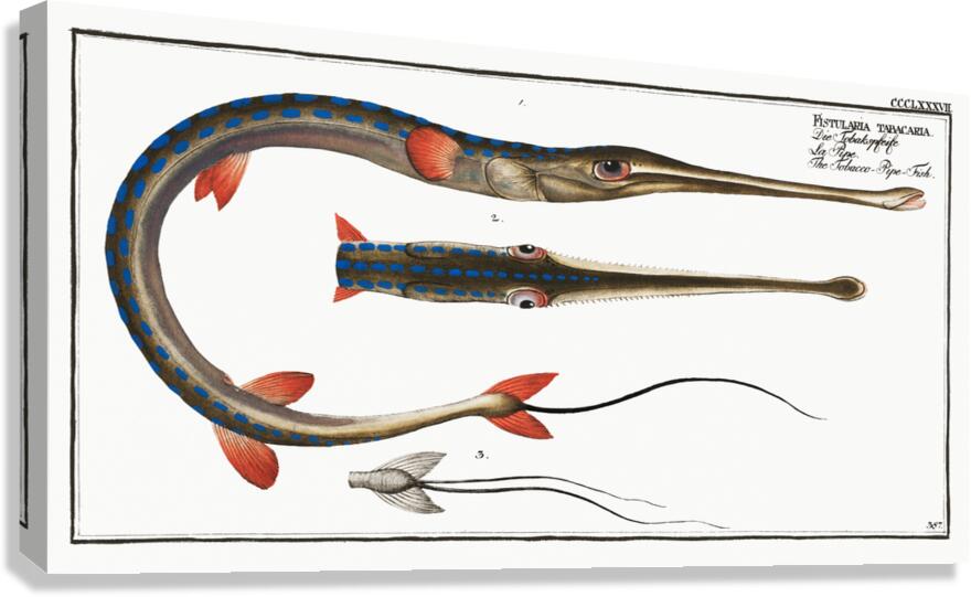 Tobacco-Pipe-Fish Fistularia tabacaria Canvas Print