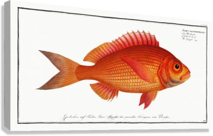 Goggle-eye Sparus macrophthalmus Canvas Print