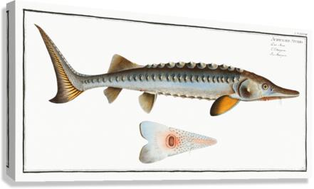 Sturgeon Acipencer Sturio Canvas Print