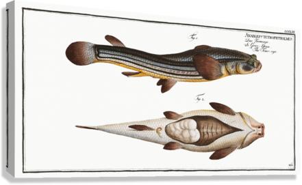 Four-eye Anableps tetrophthalmus Canvas Print