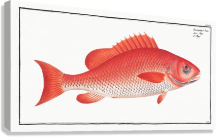 Bodianus Aya Canvas Print