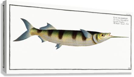 Under-Sword-Fish Esox brasiliensis Canvas Print