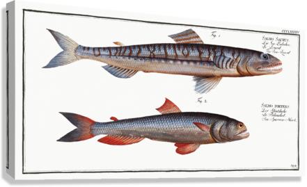 1. Sea-Lizard Salmo Saurus 2. Sea-Sparrow-Hawk Salmo foetens Canvas Print