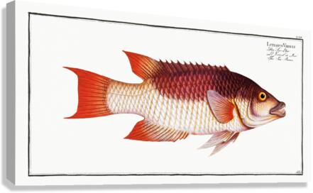 Sea Boar Lutianus Vrres Canvas Print
