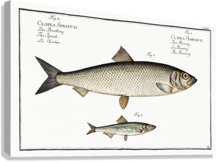 1. Herring Clupea Harengus 2. Sprat Clupea Sprattus Canvas Print