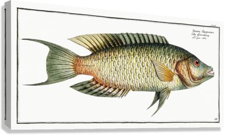 Sparus Chlorourus Canvas Print