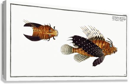 Scorpaena volitans Canvas Print