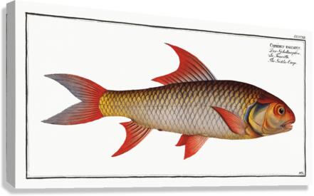 Sickle-Carp Cyprinus falcatus Canvas Print
