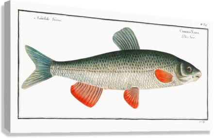 Nase-Carp Cyprinus Nasus Canvas Print
